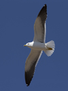 1cy fuscus in August, ringed in Finland. (81365 bytes)